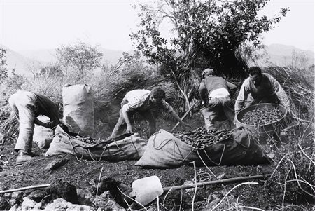 SELLERIO ENZO (1924 - 2012) Zafferana Etnea, carbonari. . 1963. Stampa alla...