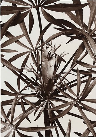 RENGER PATZSCH ALBERT (1897 - 1966) Helleborus foetidus. Stampa alla gelatina...