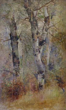 Bosco di betulle