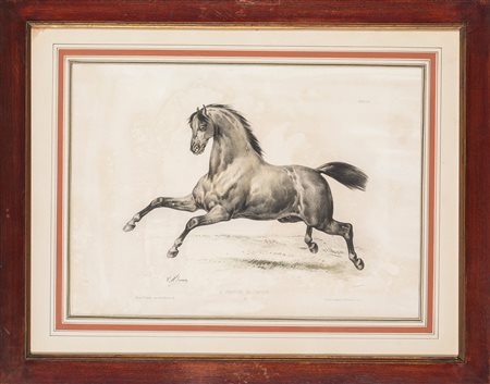 Gruppo di dodici litografie in cornici da l'"amateur de chevaux", secolo XIX.
