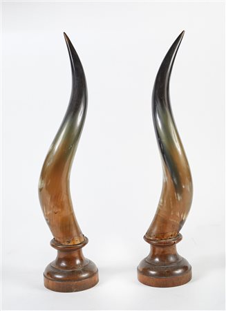  
Coppia di corni 
 Cm 57x12