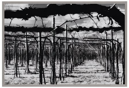 Elio Ciol (1929)
Viti come disegni, Casarsa, 2005