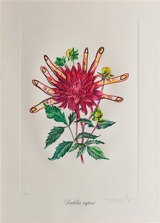 Salvador Dalí (1904 - 1989)
Dahlia rapax