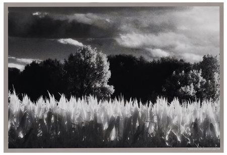 Elio Ciol (1929)
Ai bordi di un campo, 2005