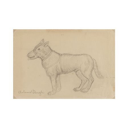 Antonio Donghi (Roma 1897 - 1963) "Cane" 16,4x23,9 cm. matita su carta...