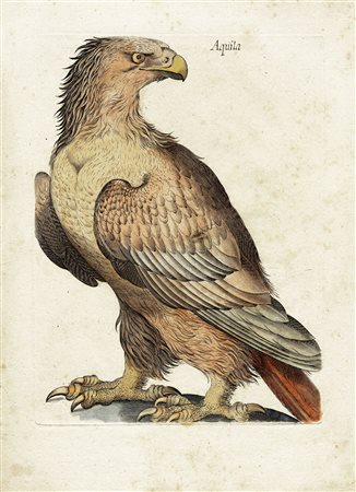 Scuola italiana della prima metà del XVII secolo, Aquila / Civetta....