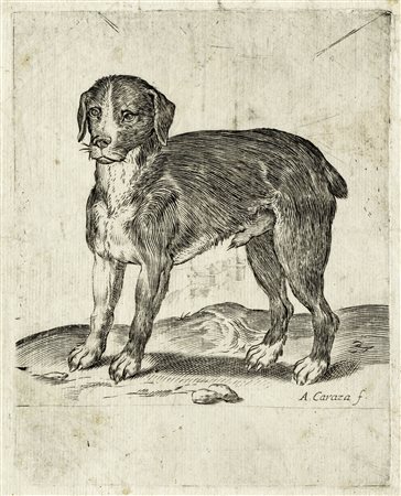Agostino Carracci, Cane volto a sinistra. 1582-1585. Bulino. mm 155x123....