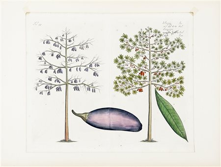 Hendrik Adriaan van Rheede, Quattro tavole da Hortus Malabaricus: Narum-panel...