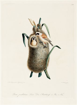 Johann Wolf Bernhard Meyer, Cinque tavole ornitologiche: Hirundo Apus Linn. /...