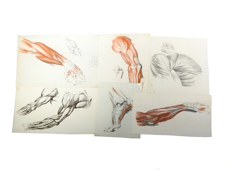 Miscellanea di disegni XIX secolo raffiguranti studi anatomici, contenuti in...