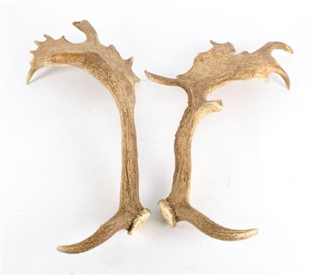 DUE COPPIE di CORNA di alce. XX secolo Misure: h cm 60 - h cm 64
