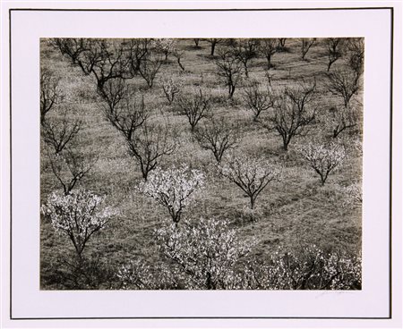 Ansel ADAMS San Francisco, 1902 Monterey, 1984 Orchard, Early spring, Portola...