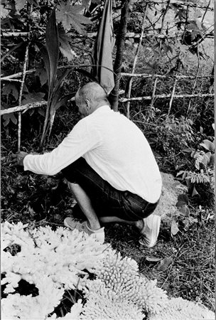 JOSEPH BEUYS Krefeld 1921 – Düsseldorf 1986 JOSEPH BEUYS, PIANTAGIONE...