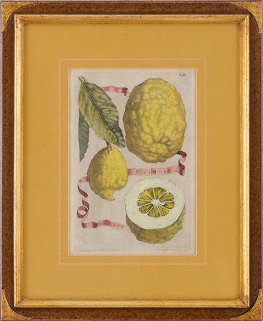 TRE INCISIONI a colori "cedri". XX secolo Misure: cm 31 x 21