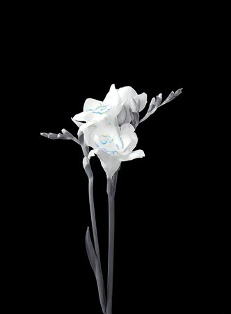 Riccardo GUSMAROLI (Verona, 1963-) Fresia, 2007, fotografia ritoccata con...