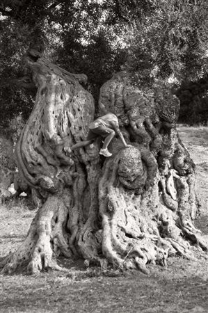 NICOLA AMATO (Bari 1958) Poggiorsini, 2001 Mediterraneo, 2004 Ulivo Madre,...